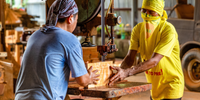 two workers holding the mahogany wood